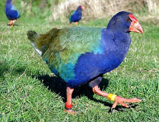 Sl&iacute;pka novoz&eacute;landsk&aacute;