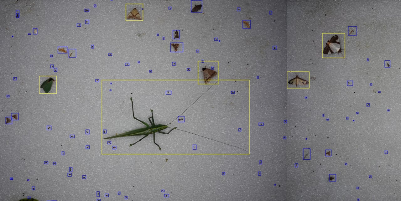 Příklad toho, jak umělá inteligence dokáže identifikovat a katalogizovat hmyz.