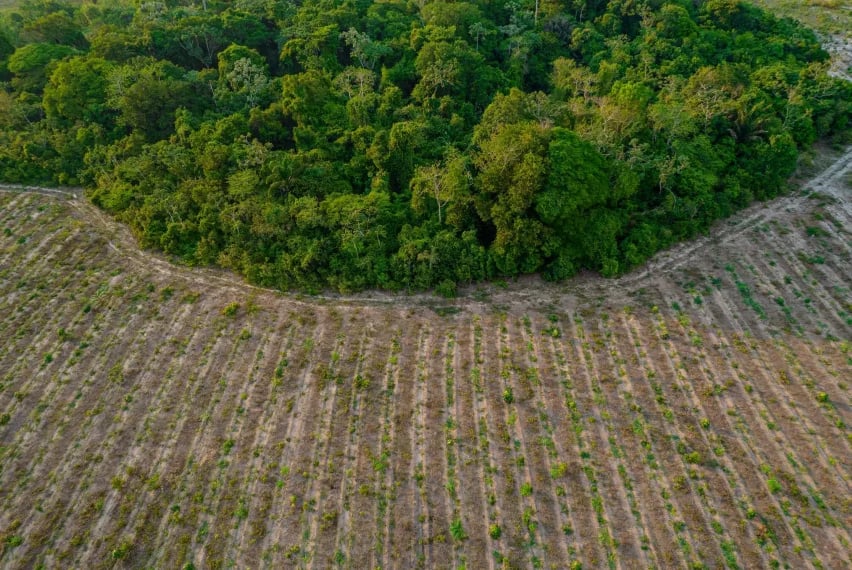 Projekt obnovy v amazonském deštném prales firmou re.green