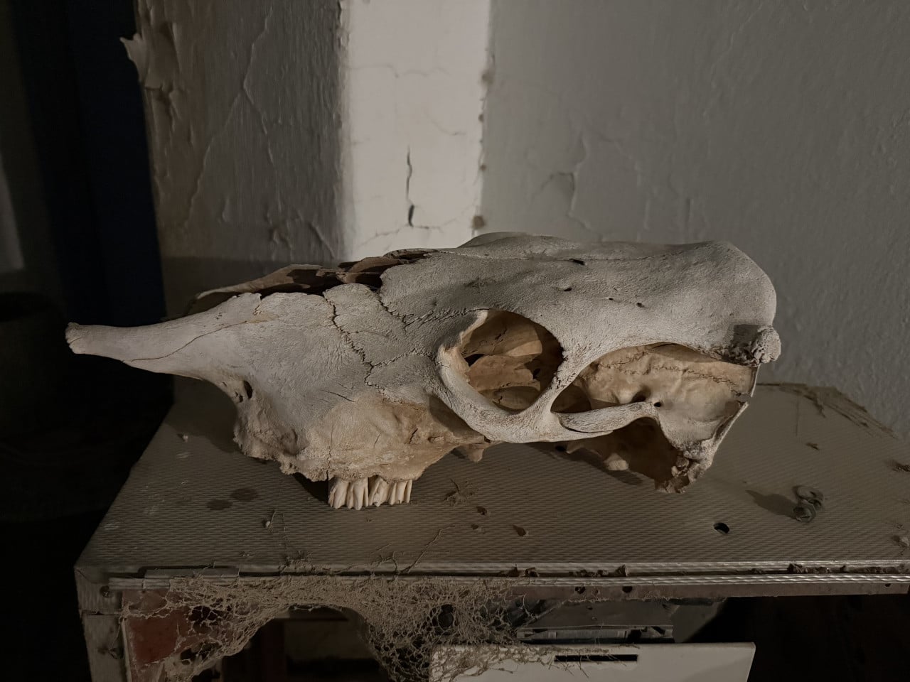 Zaschlá zvířecí lebka na stole u popraskané stěny, pokrytá prachem a pavučinami