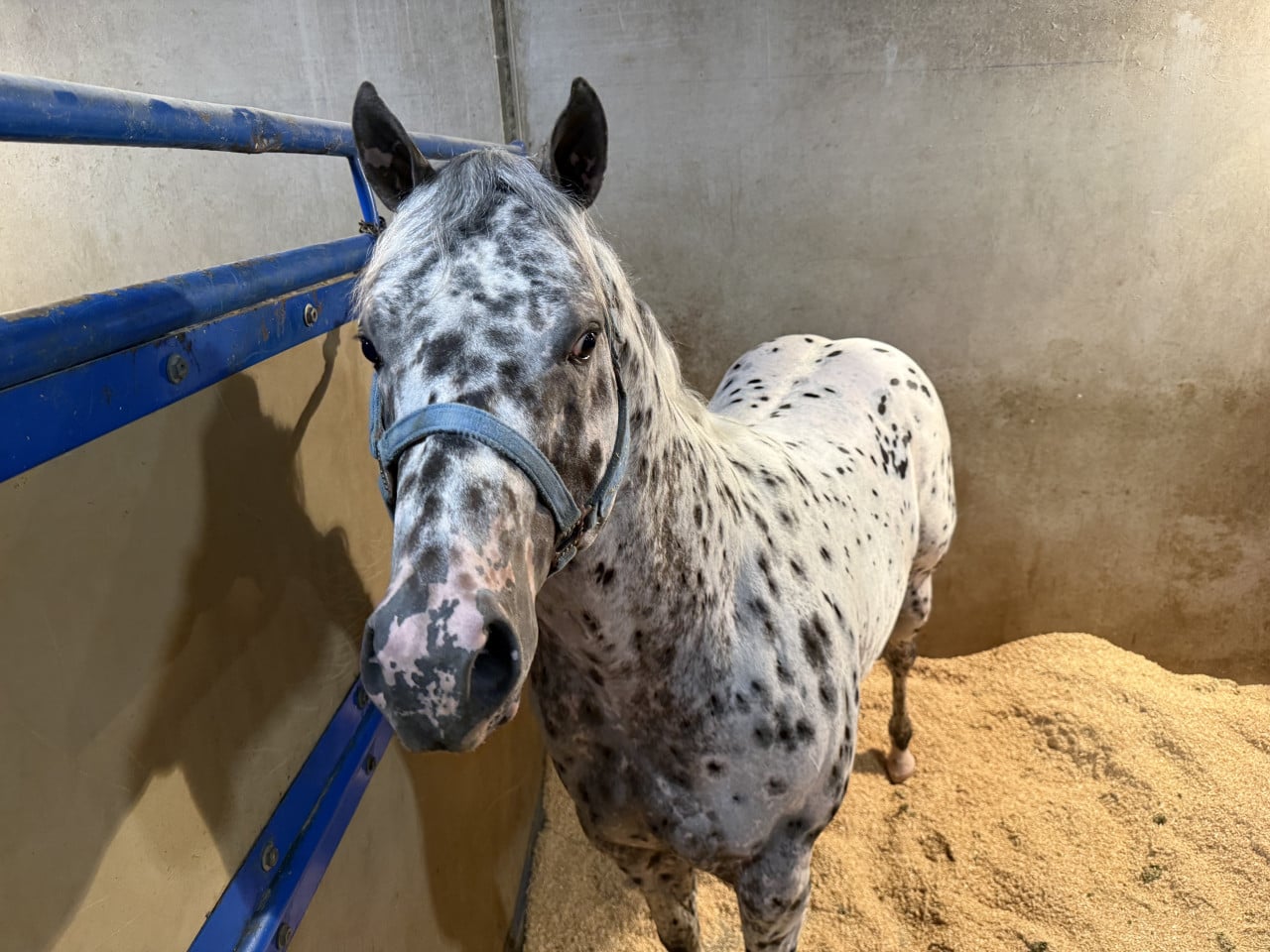 Strakatý appaloosa kůň s modrou ohlávkou ve stáji, pohled zblízka.