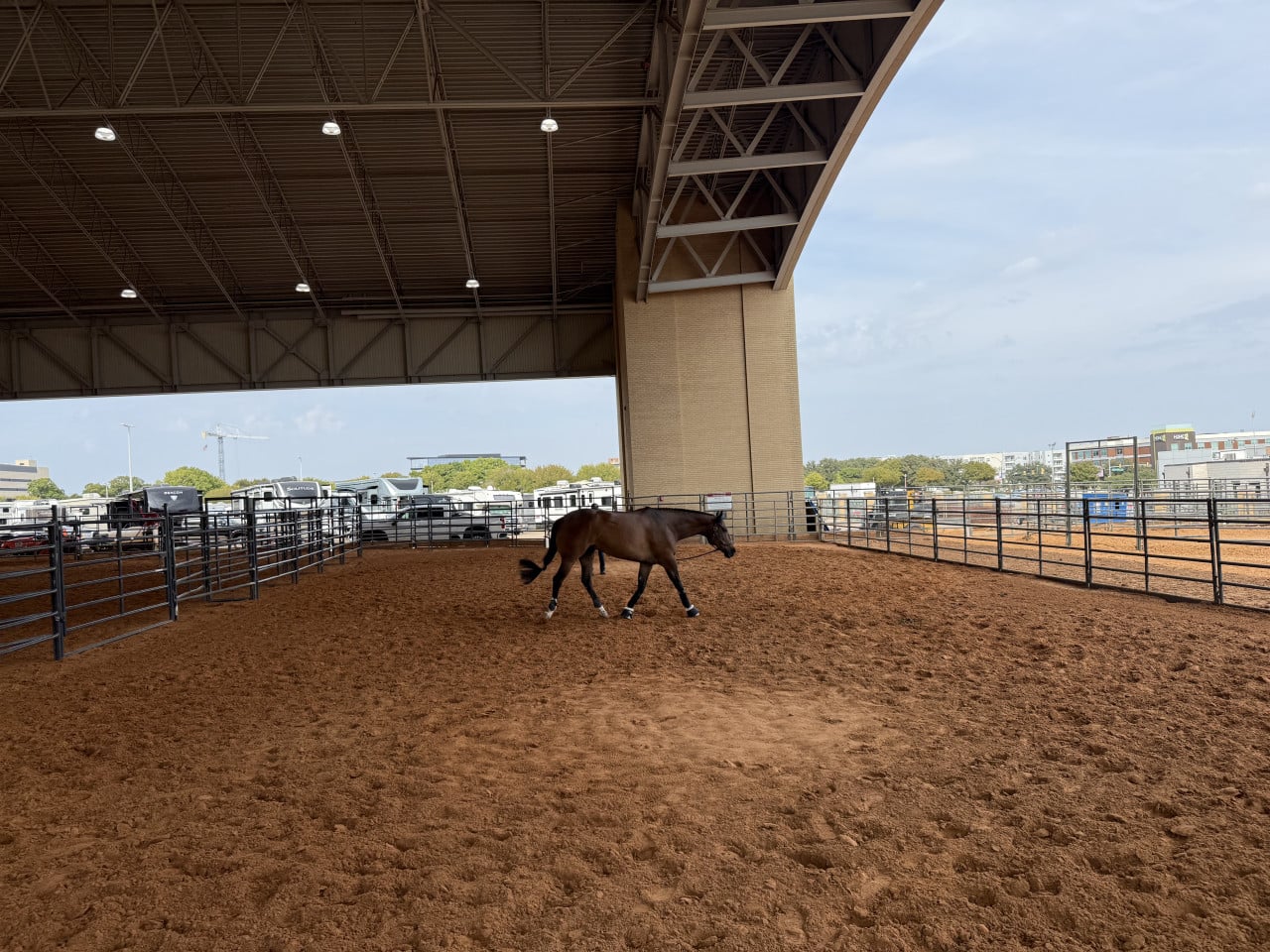 Kůň prochází oplocenou jízdárnou pod zastřešenou halou ve Fort Worth.