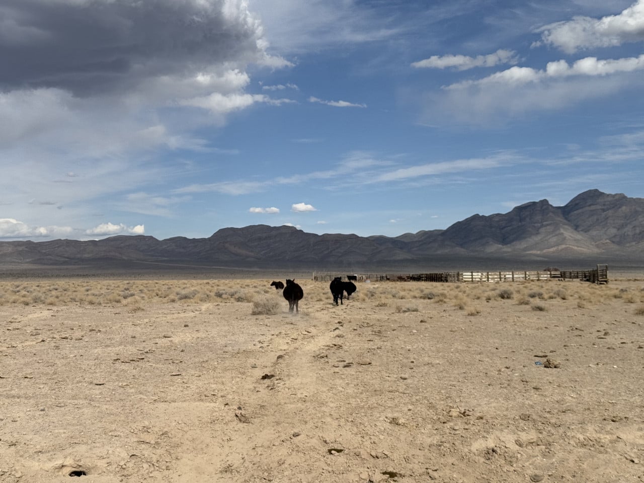 Tři černé krávy v pouštní krajině, plot a hory v pozadí.