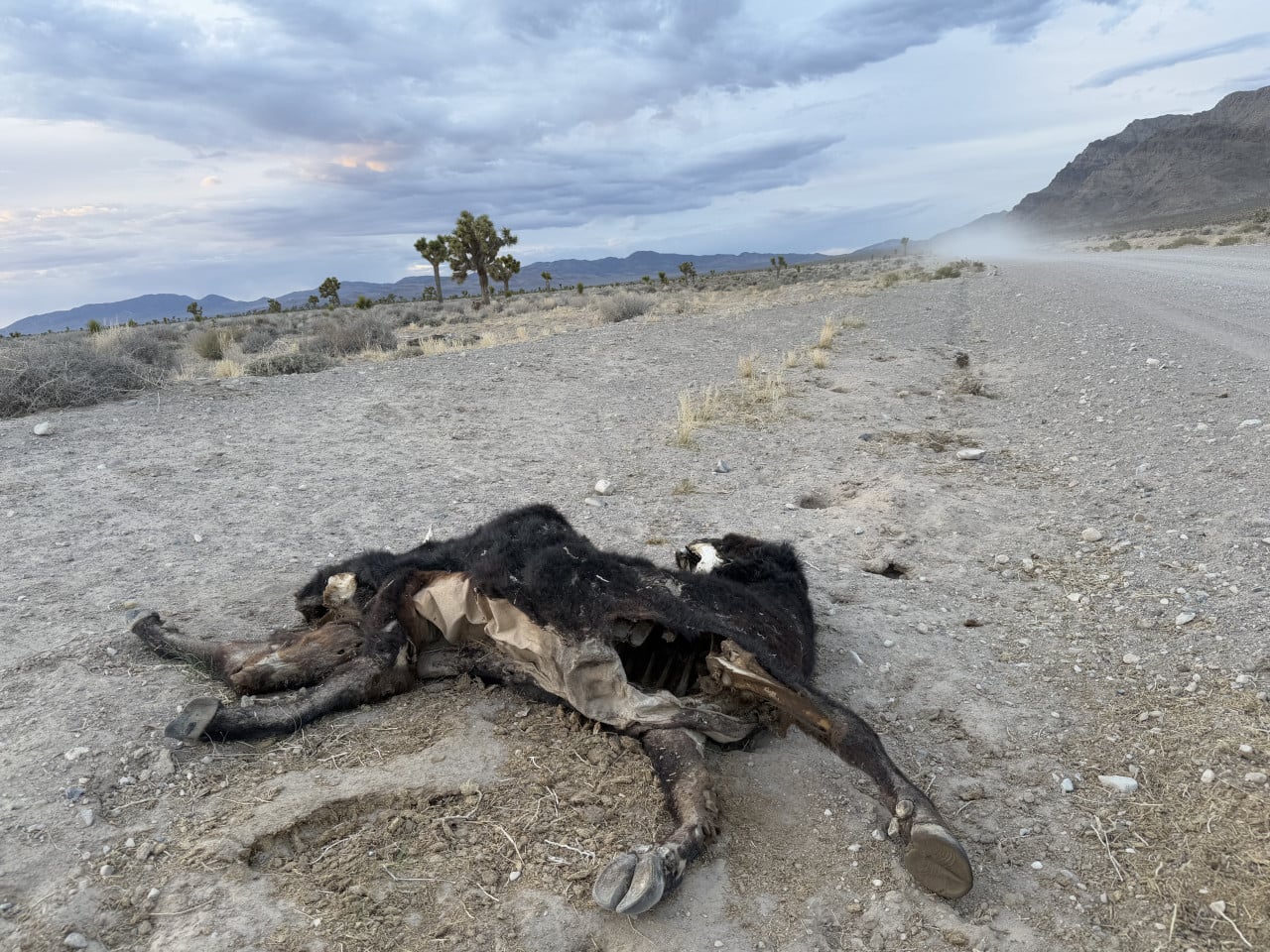 Mrtvé zvíře leží na prašné cestě v nevadské poušti u hor.