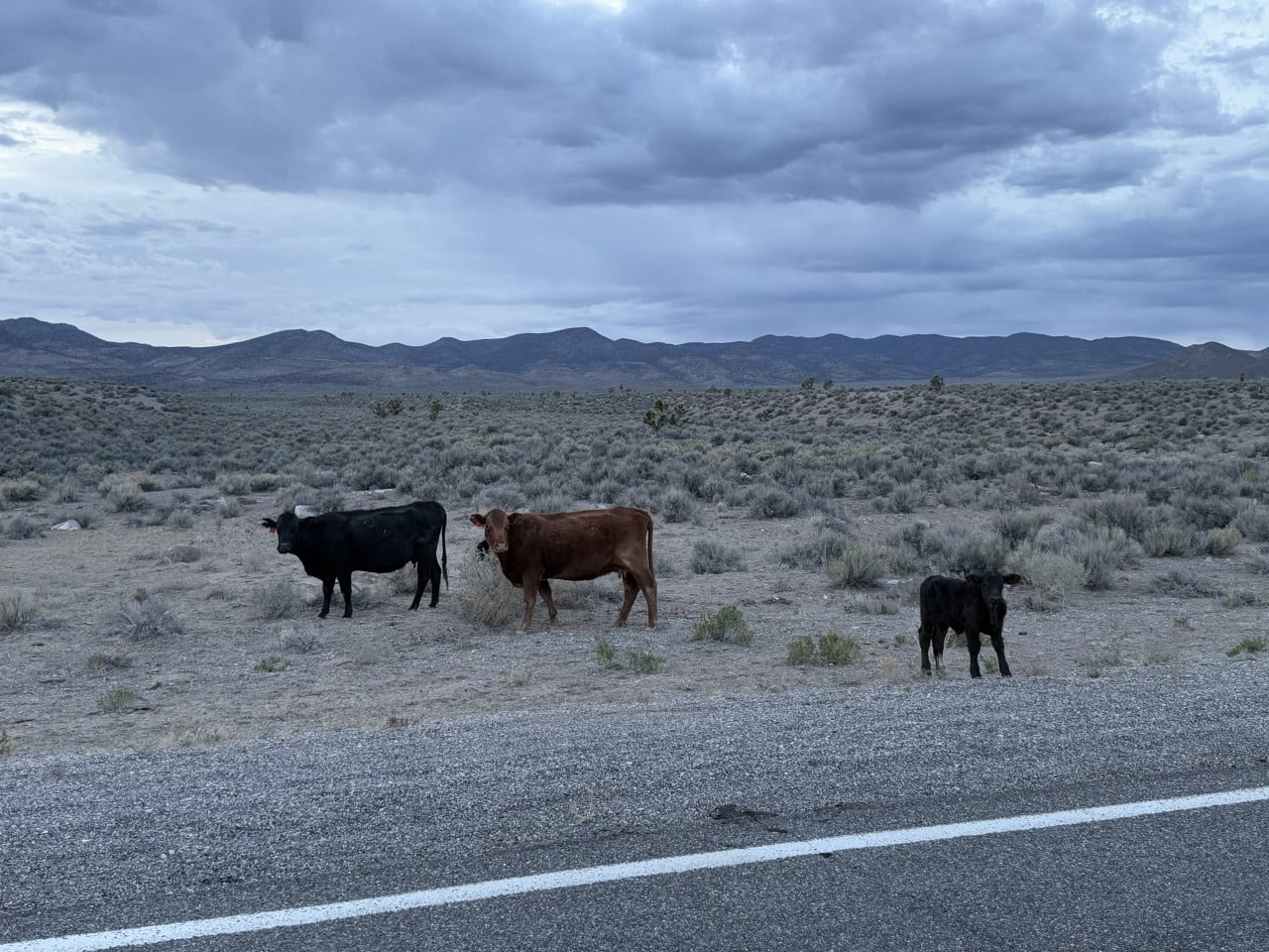 Tři krávy stojí u silnice v nevadské poušti pod zamračenou oblohou