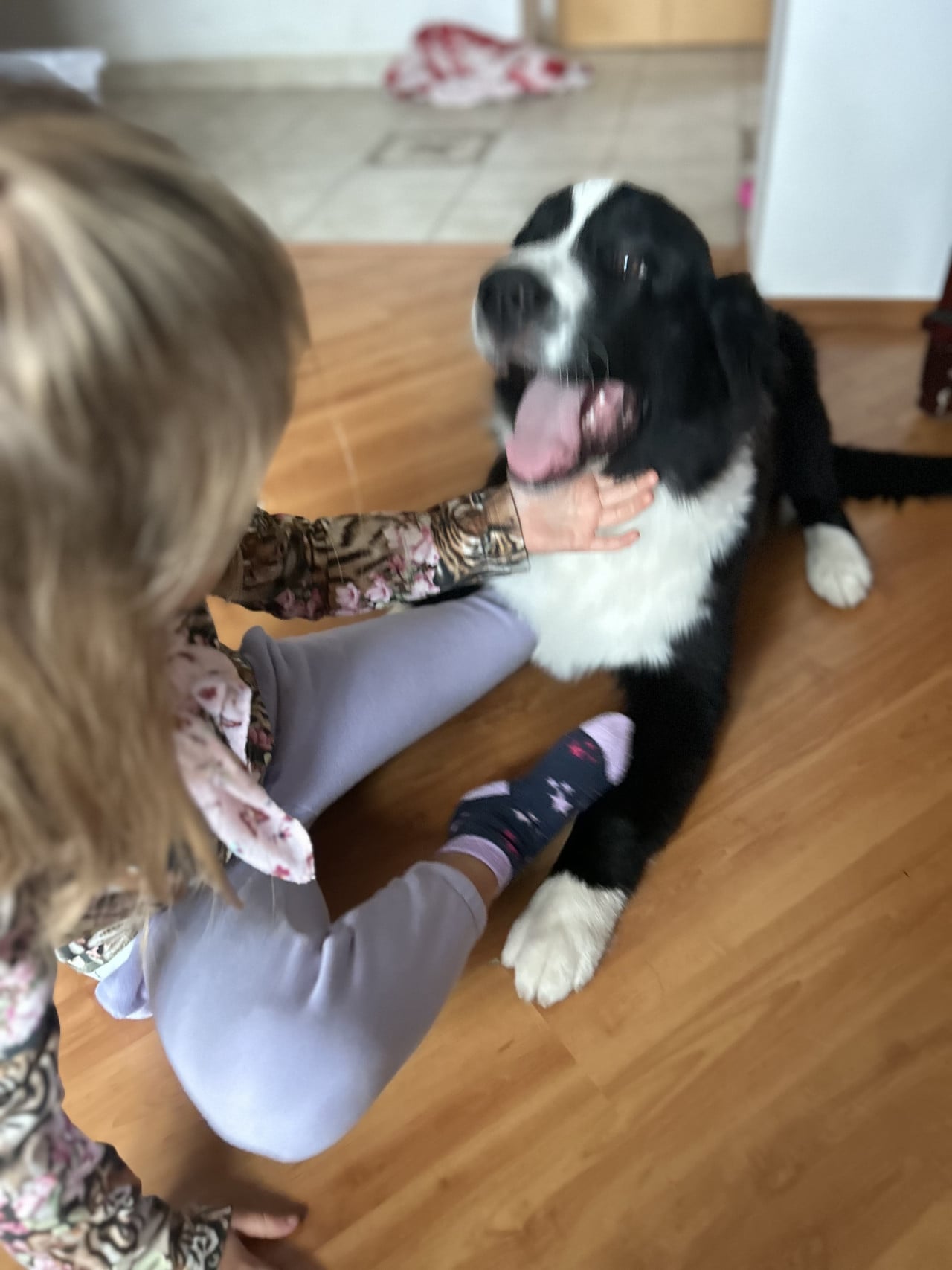 Dívka sedí na podlaze a hladí černobílého psa s vyplazeným jazykem.