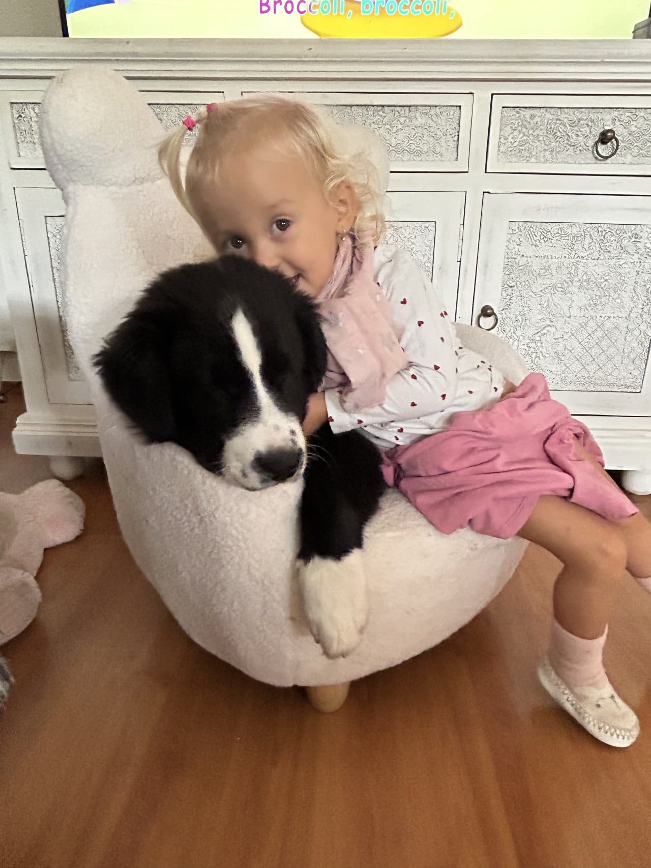 Holčička objímá černobílé štěně australského ovčáka v bílém křesle; Broccoli, broccoli,