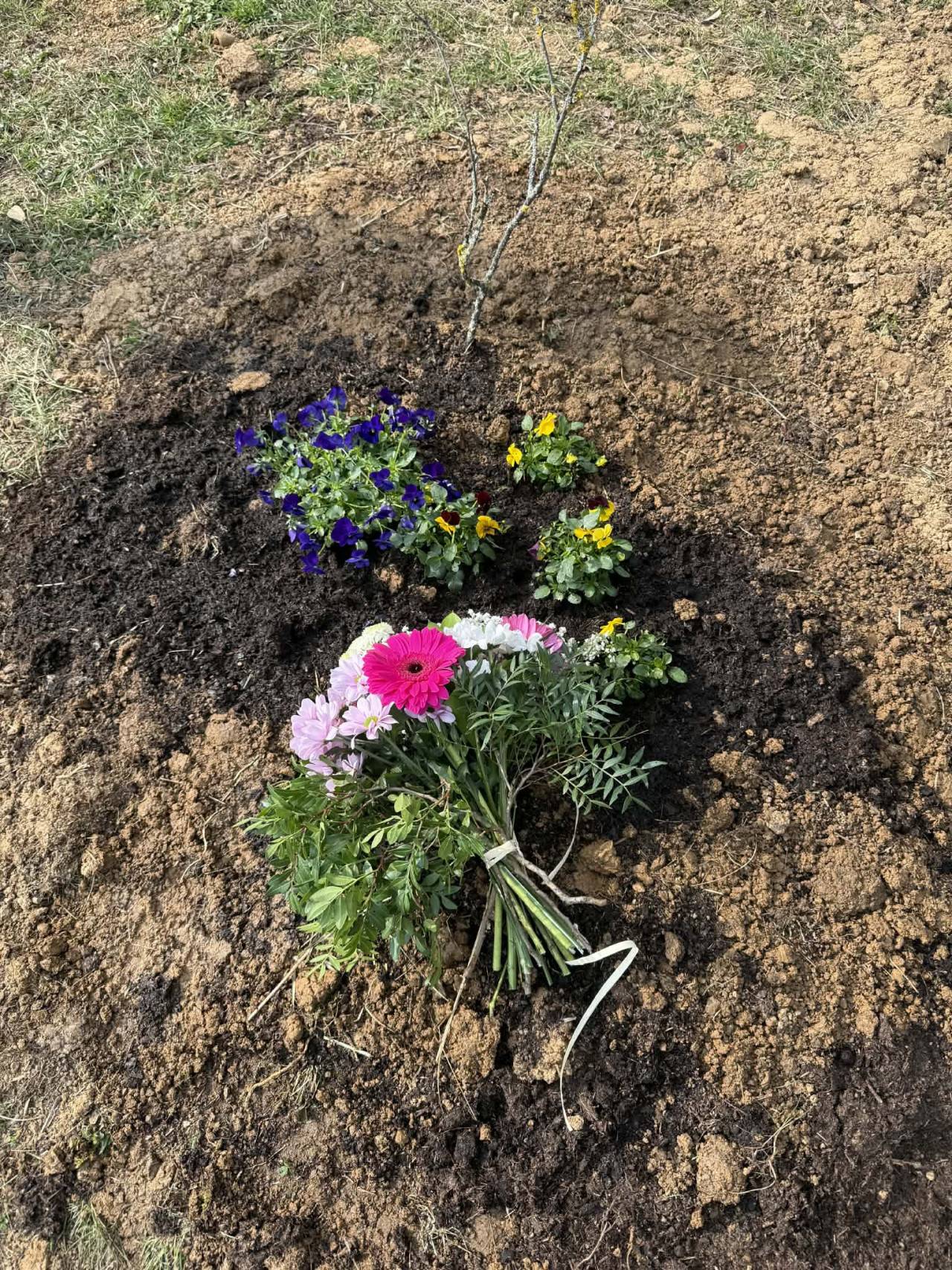 Kytice a zasazené macešky u malého stromku na čerstvě zryté půdě