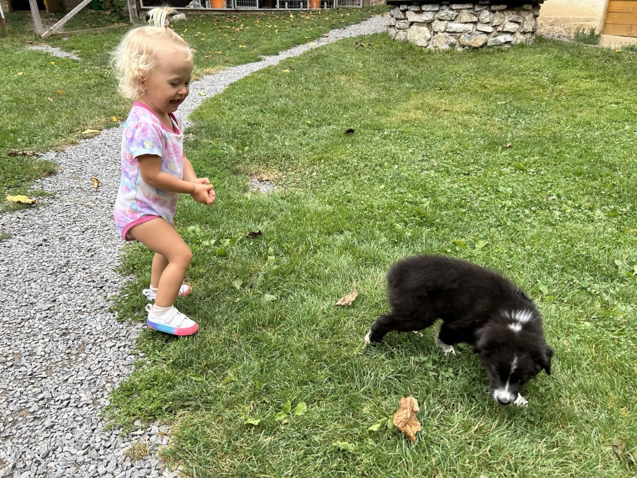 Malá holčička na trávníku sleduje černobílé štěně, jak čichá k zemi