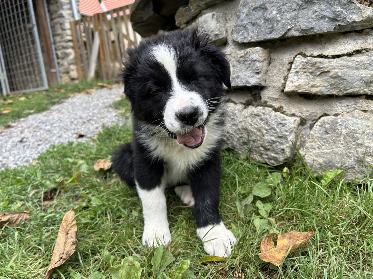 Černobílé štěně australského ovčáka sedí na trávě u kamenné zdi, s vyplazeným jazykem.