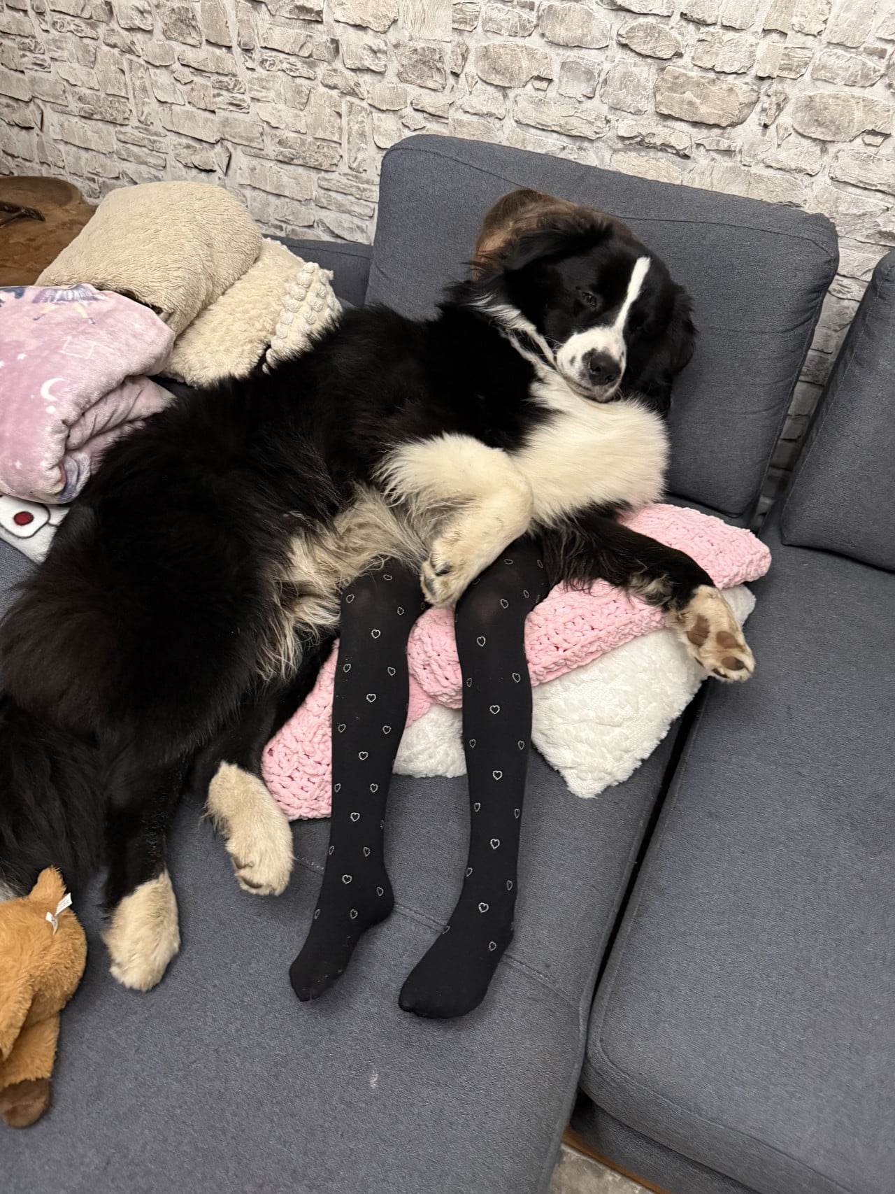 Černobílý australský ovčák leží na gauči přes nohy dítěte v punčochách.