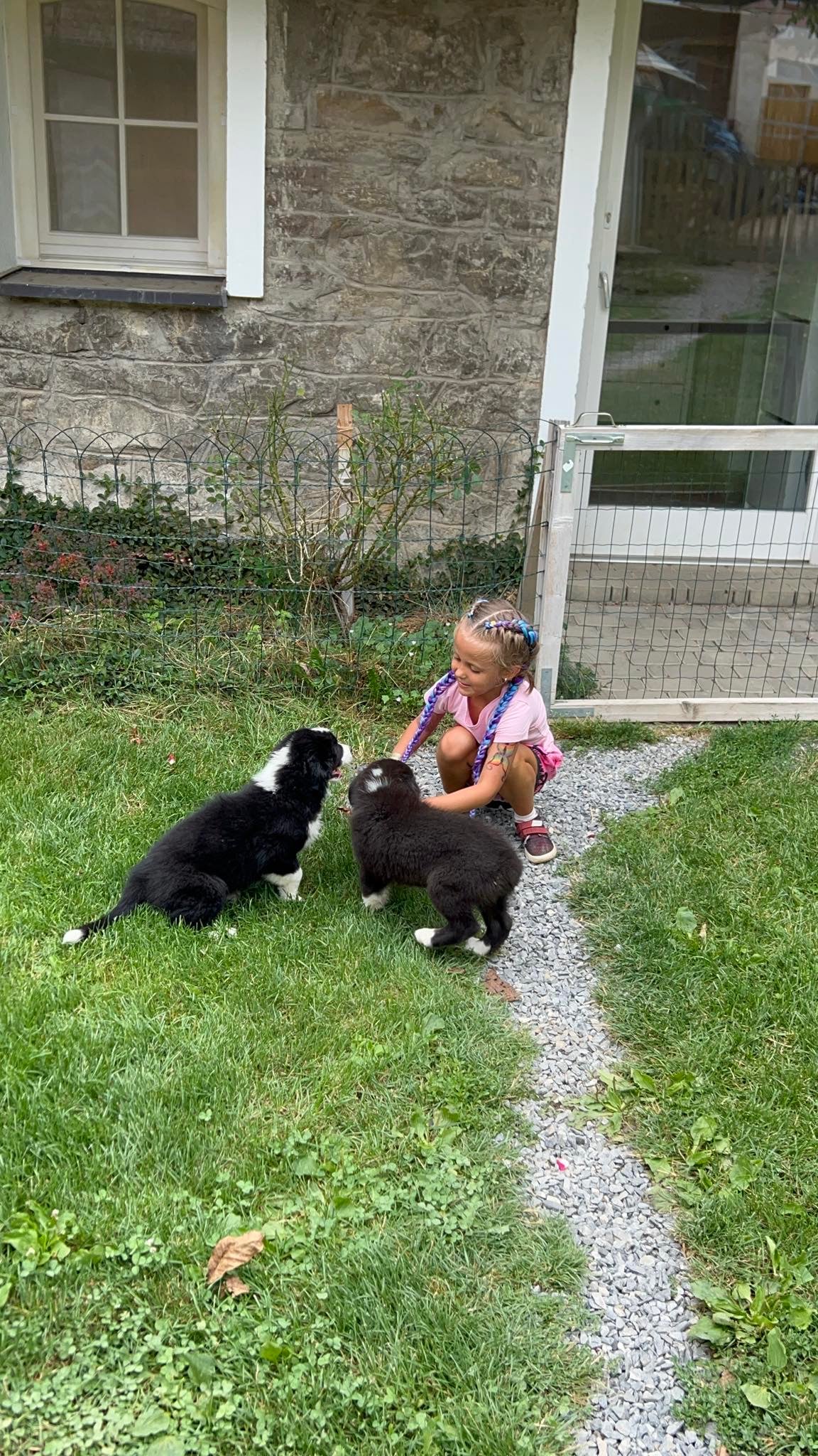 Holčička v zahradě si hraje na trávě se dvěma štěňaty australského ovčáka.