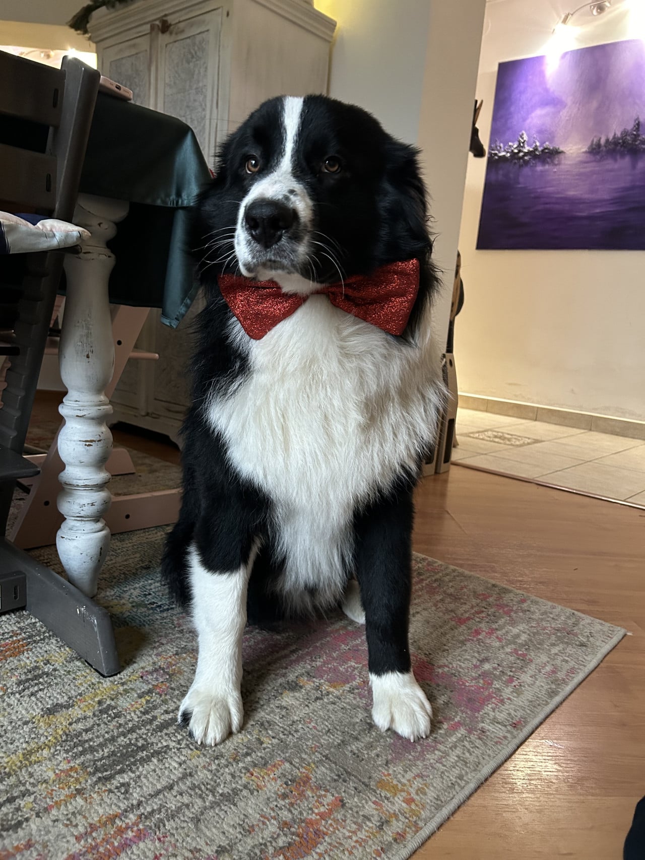 Černobílý australský ovčák s červeným motýlkem sedí na koberci v interiéru.
