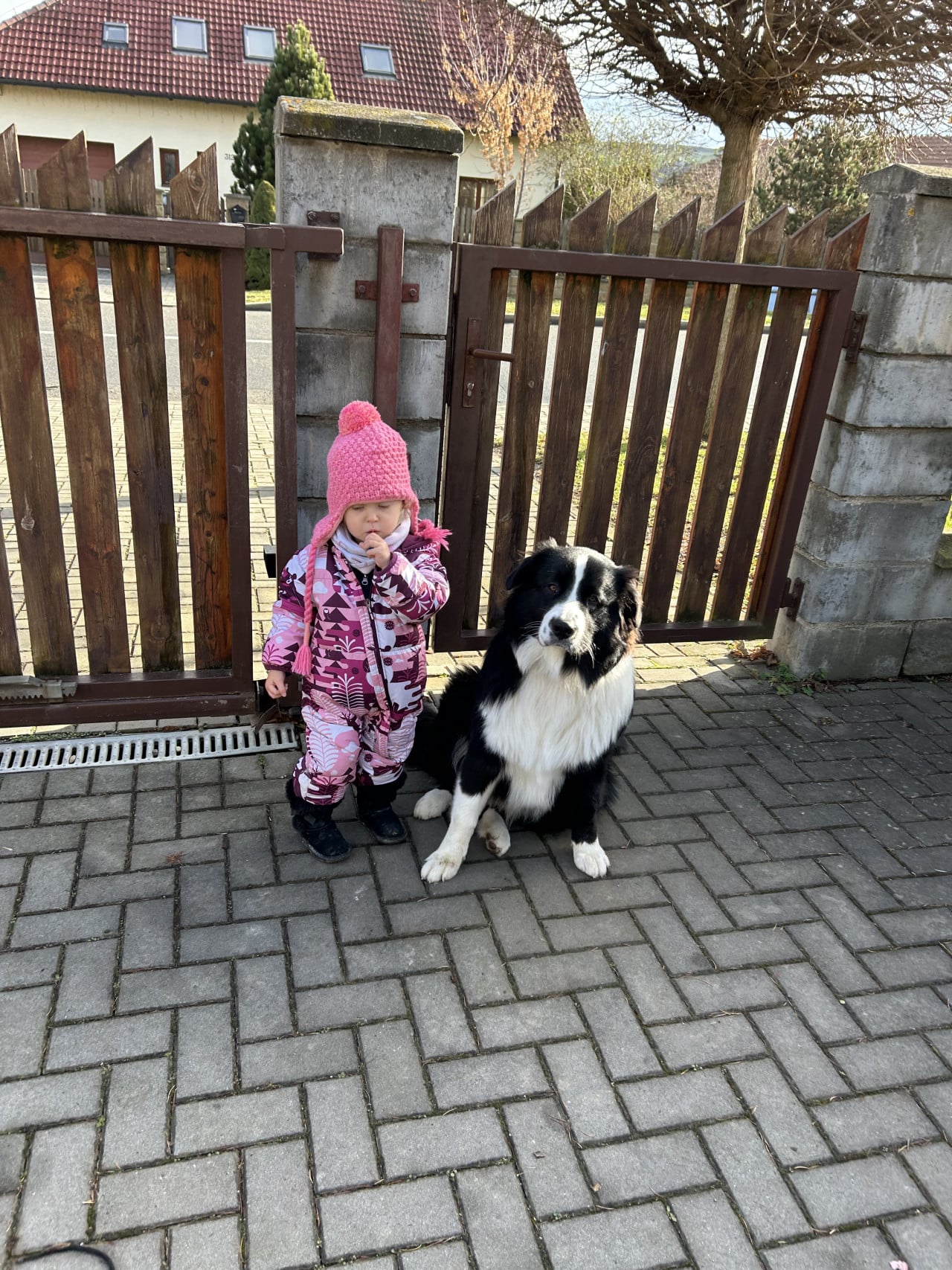 Malá holčička v růžové kombinéze stojí vedle sedícího černobílého ovčáka u brány.