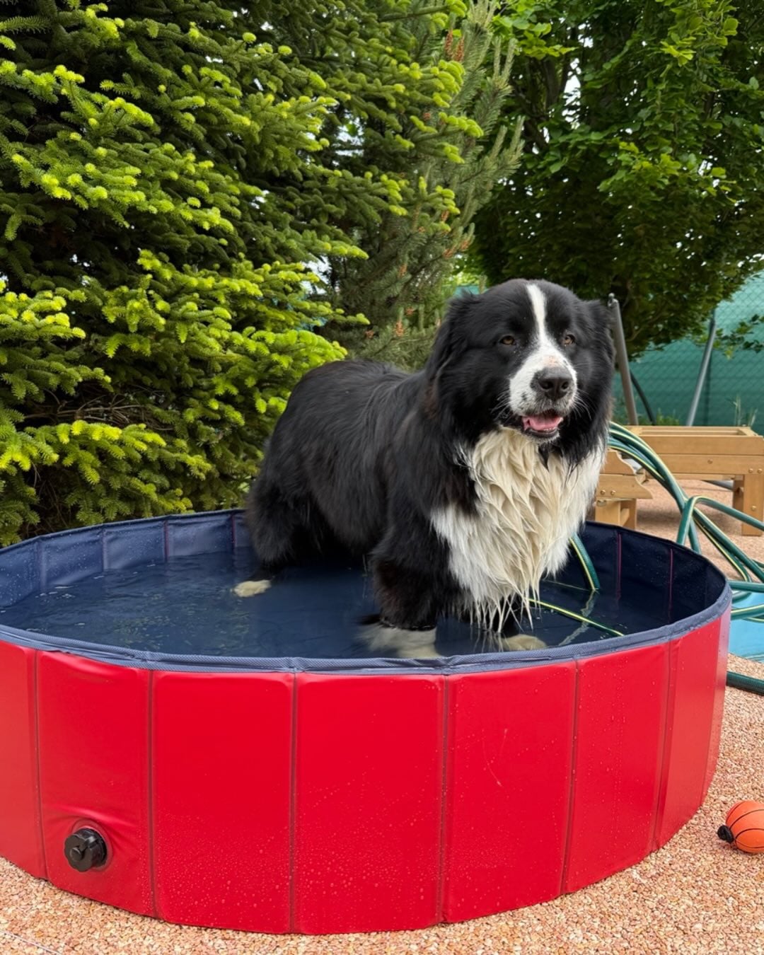 Černobílý australský ovčák stojí v červeném bazénku s vodou na zahradě.