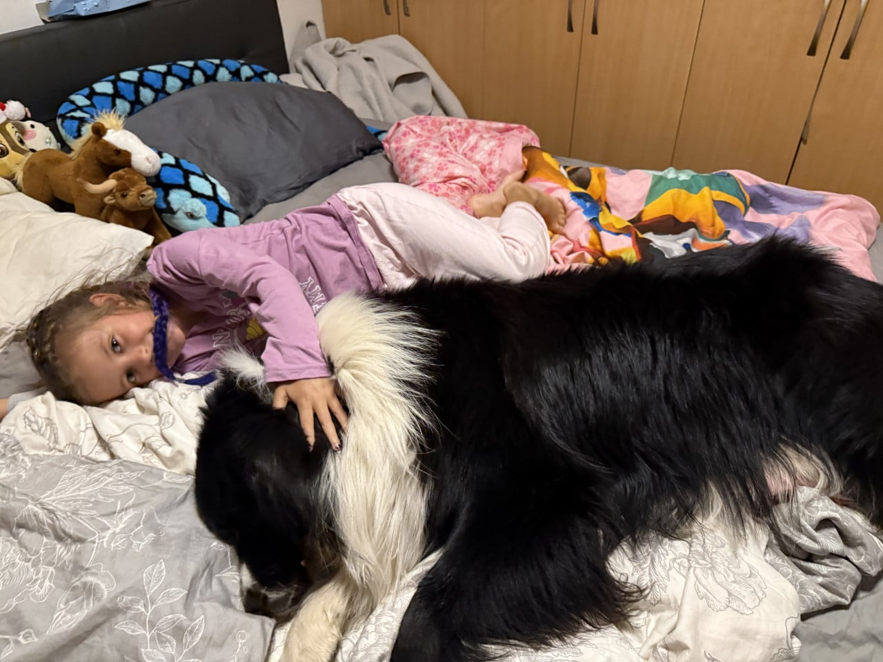 Dívka leží v posteli a objímá velkého černobílého australského ovčáka.