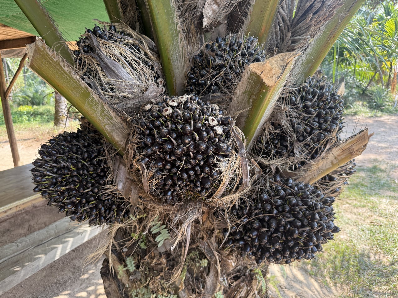 Plody olejné palmy v hustých černých hroznech na kmeni stromu