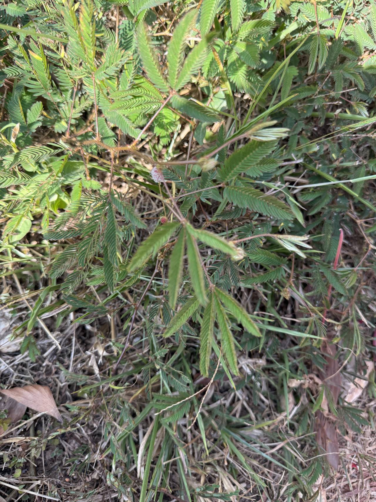 Detail zelených listů citlivky stydlivé s drobnými růžovými květními hlavičkami