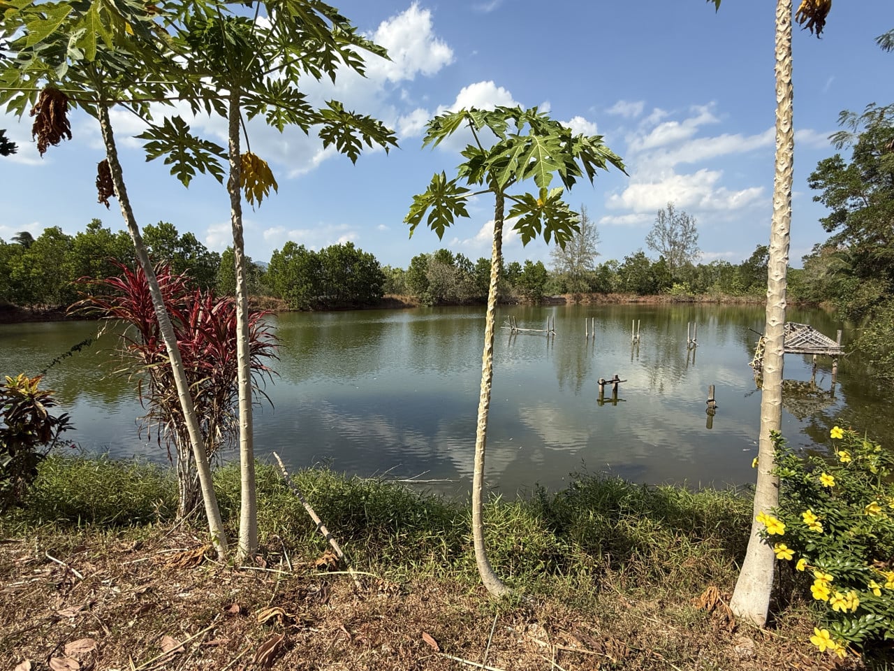 Jezírko u thajské vesnice, papáje v popředí, kůly ve vodě a chatka