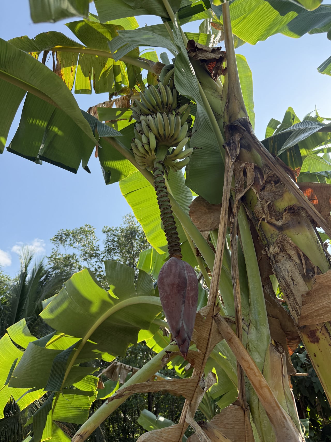 Trs zelených banánů a fialový květ na banánovníku proti modré obloze.
