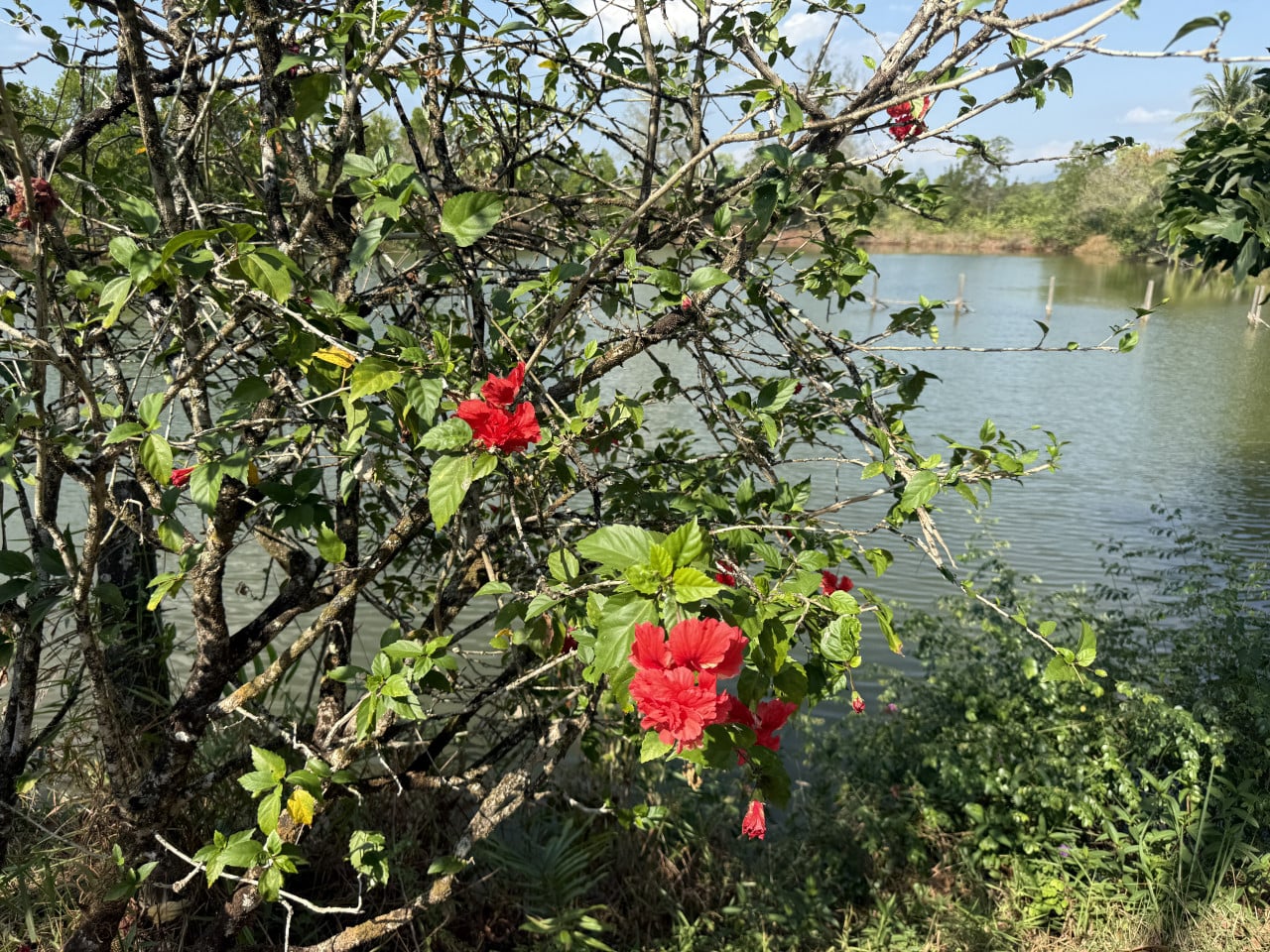 Keř ibišku s červenými květy u klidné řeky v Thajsku