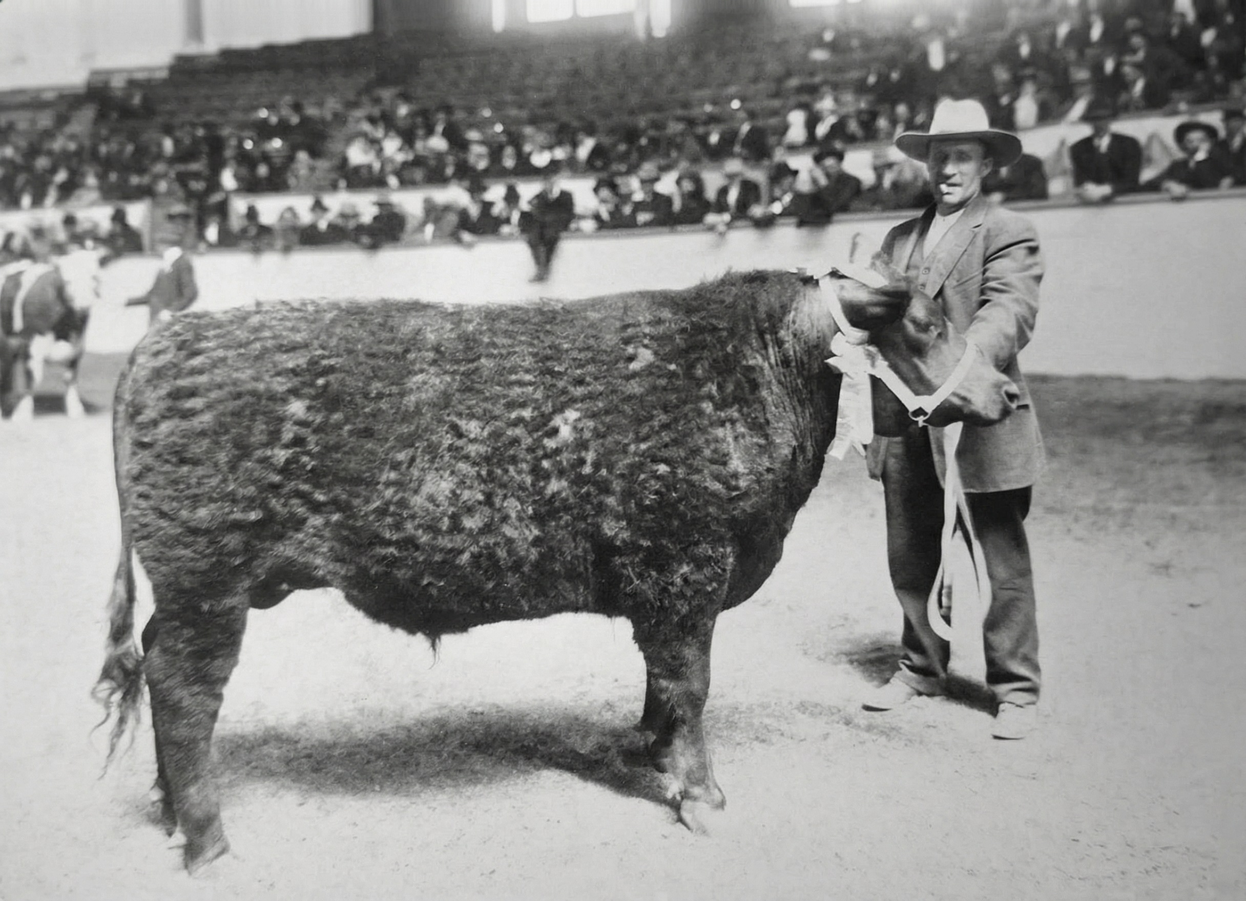 Bezrohý vůl na výstavě dobytka ve Fort Worth Stock Show.