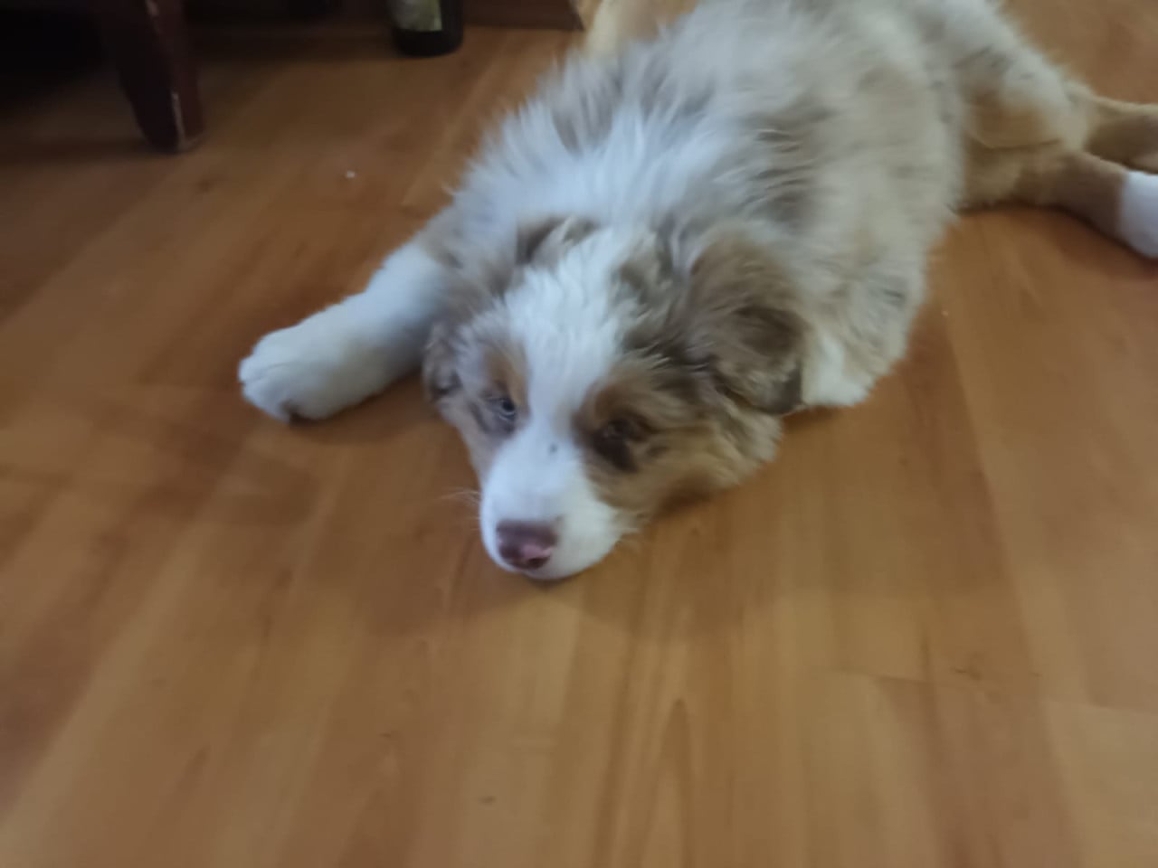 Ležící štěně australského ovčáka na dřevěné podlaze, bílo-hnědá srst.