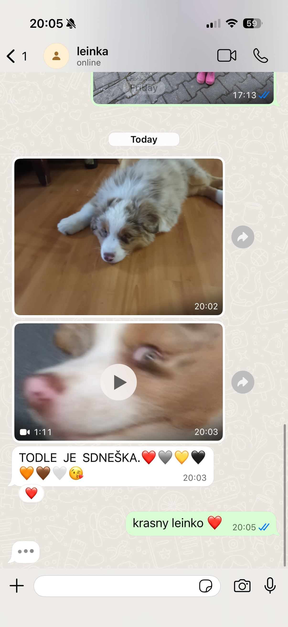 Štěně australského ovčáka leží na dřevěné podlaze v chatové konverzaci.