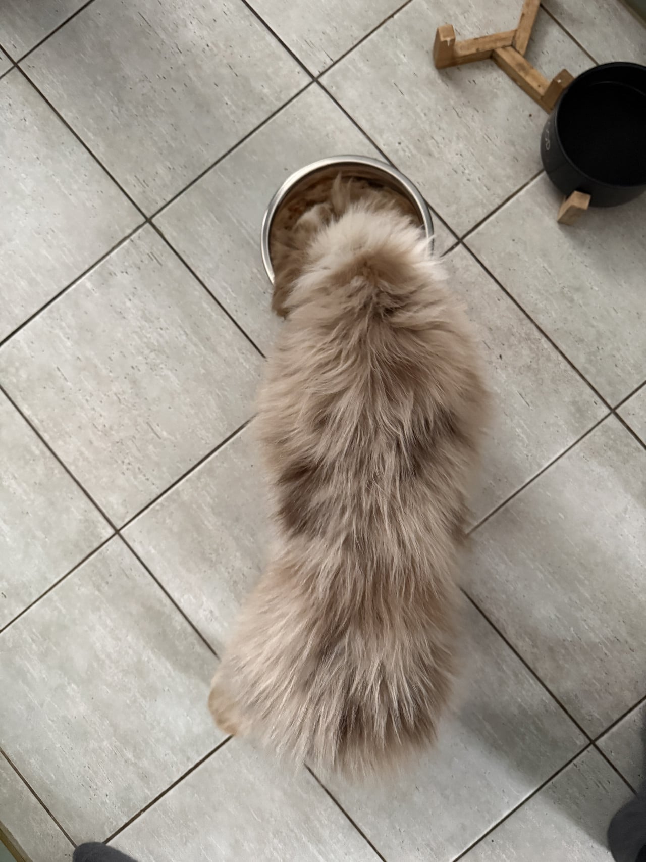 Shora pohled na chlupaté štěně australského ovčáka u misky s krmivem.