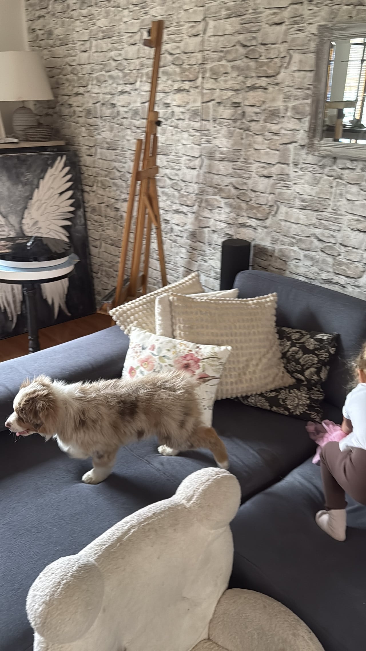 Štěně australského ovčáka na sedačce v obýváku vedle dítěte