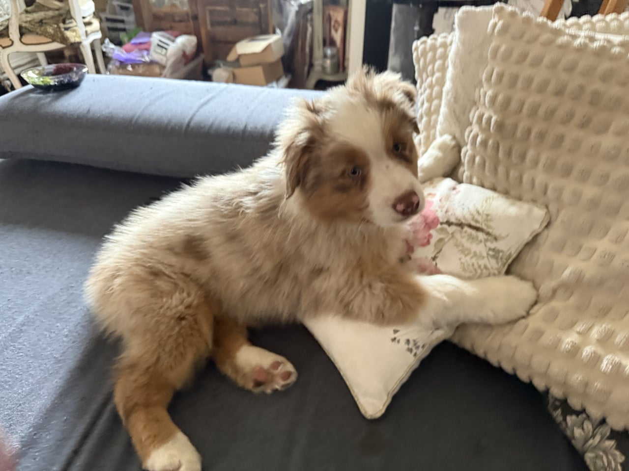 Roztomilé štěně australského ovčáka sedí na gauči u polštářů.