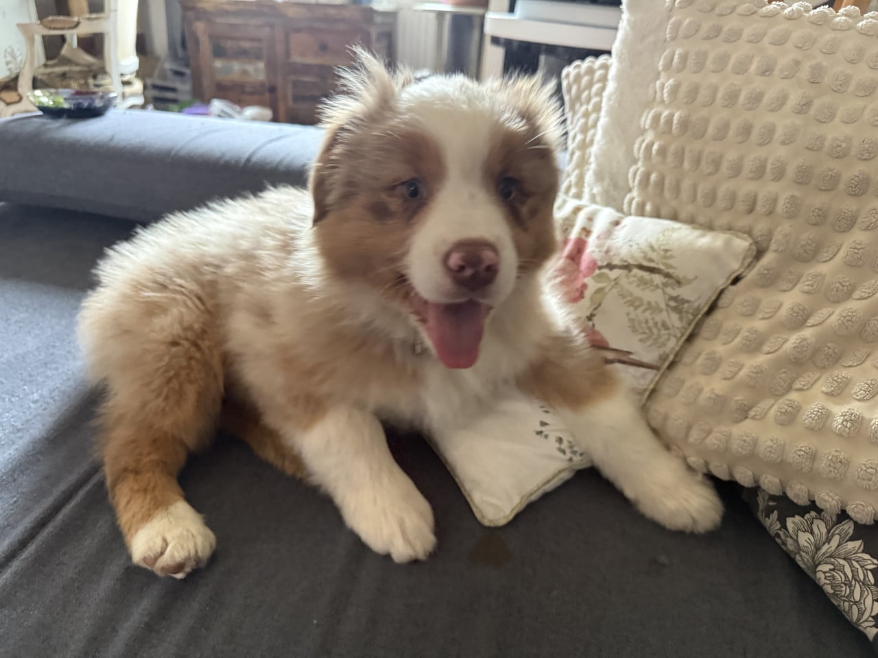 Štěně australského ovčáka sedí na gauči mezi polštáři a vyplazuje jazyk