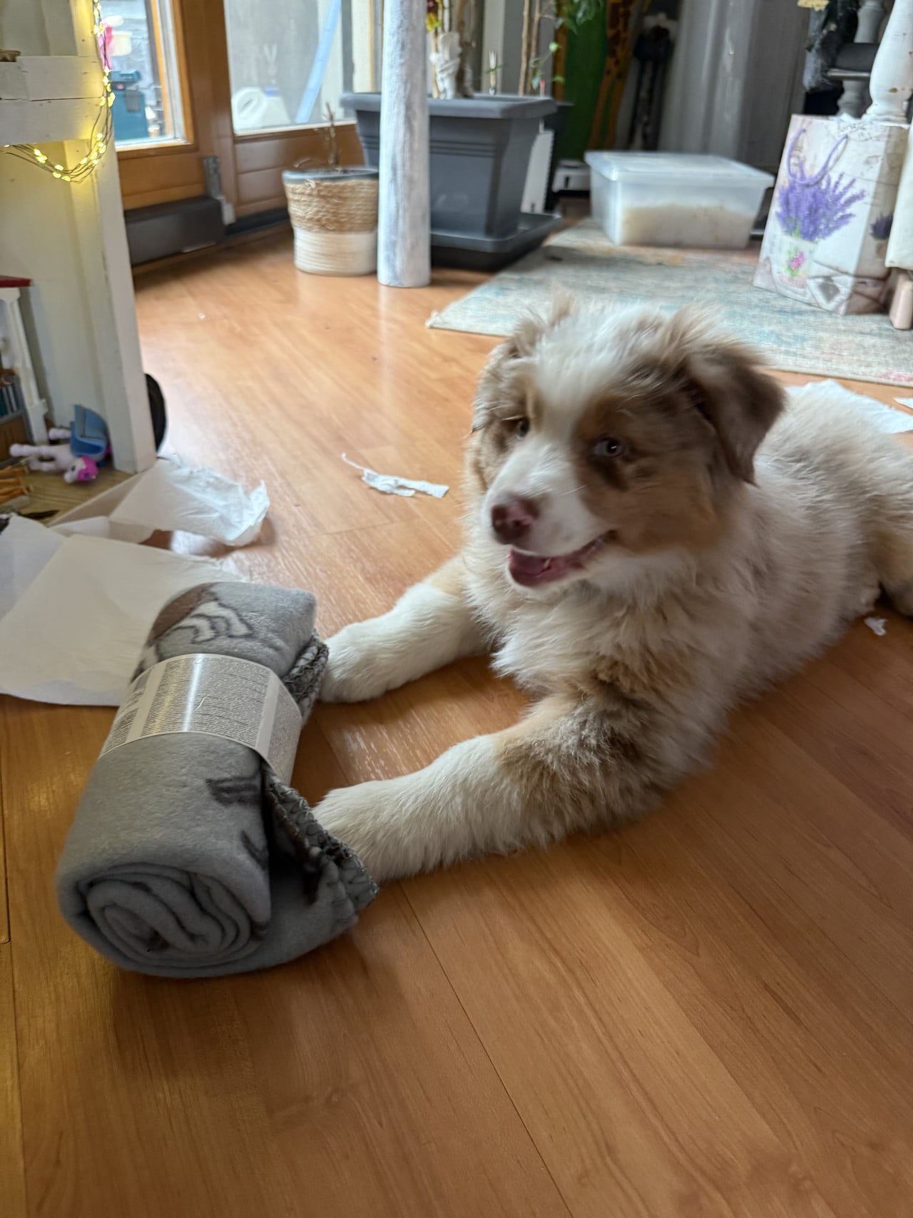 Štěně australského ovčáka leží na podlaze a tlapou drží srolovanou deku.