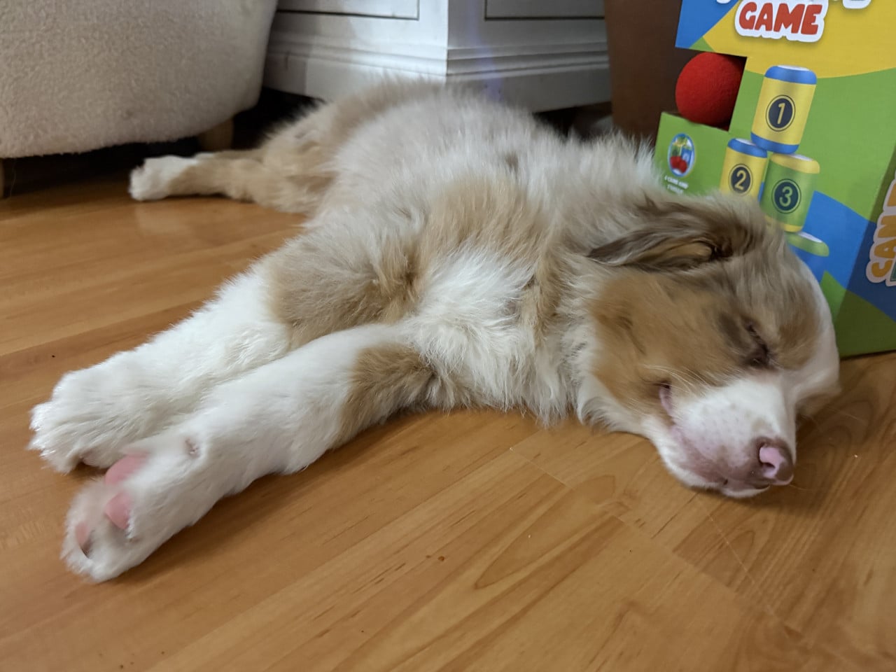 Spící štěně australského ovčáka na dřevěné podlaze u barevné krabice GAME.