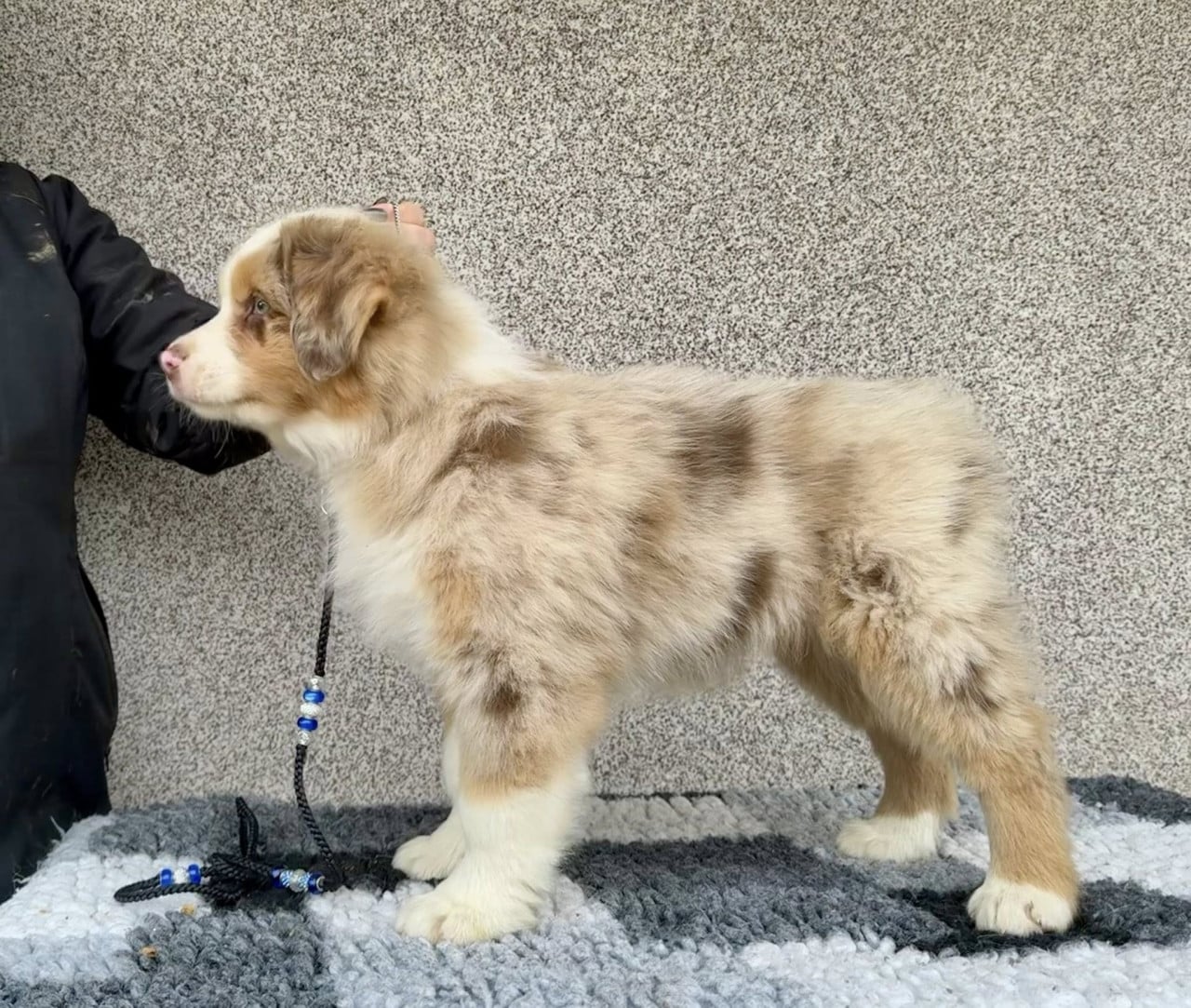 Štěně australského ovčáka na vodítku vedle nohy člověka na koberečku