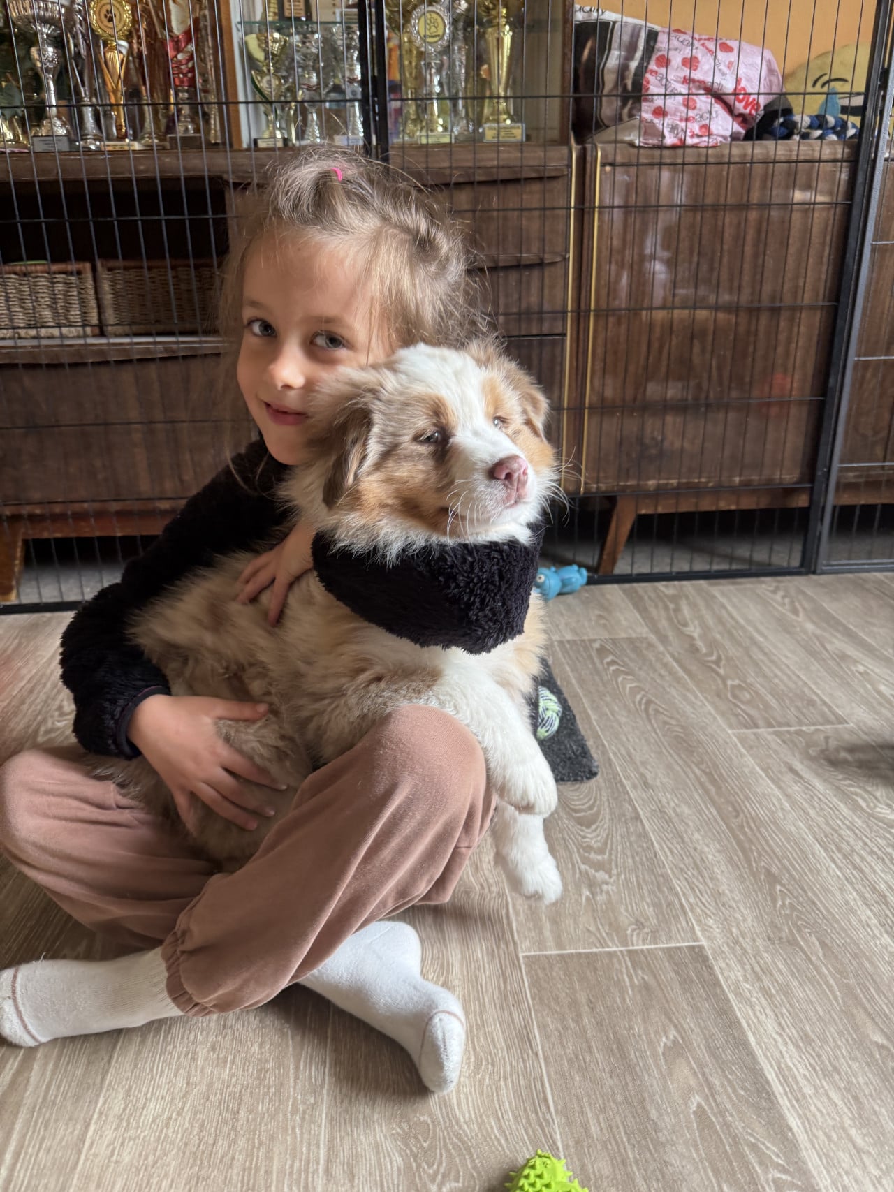 Malá holčička objímá hnědobílého australského ovčáka v pokoji.