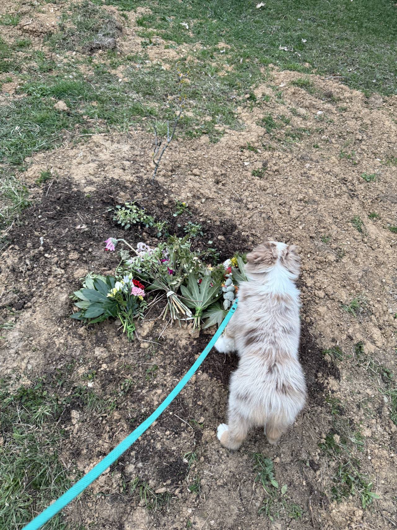 Štěně australského ovčáka na vodítku stojí u čerstvě zasazených květin.