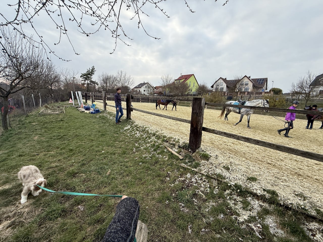 Štěně na vodítku u jízdárny s koňmi a lidmi v pozadí