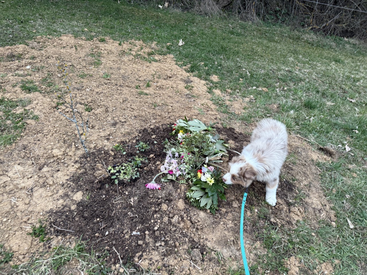Štěně australského ovčáka očichává čerstvě osázený hrob s květinami.