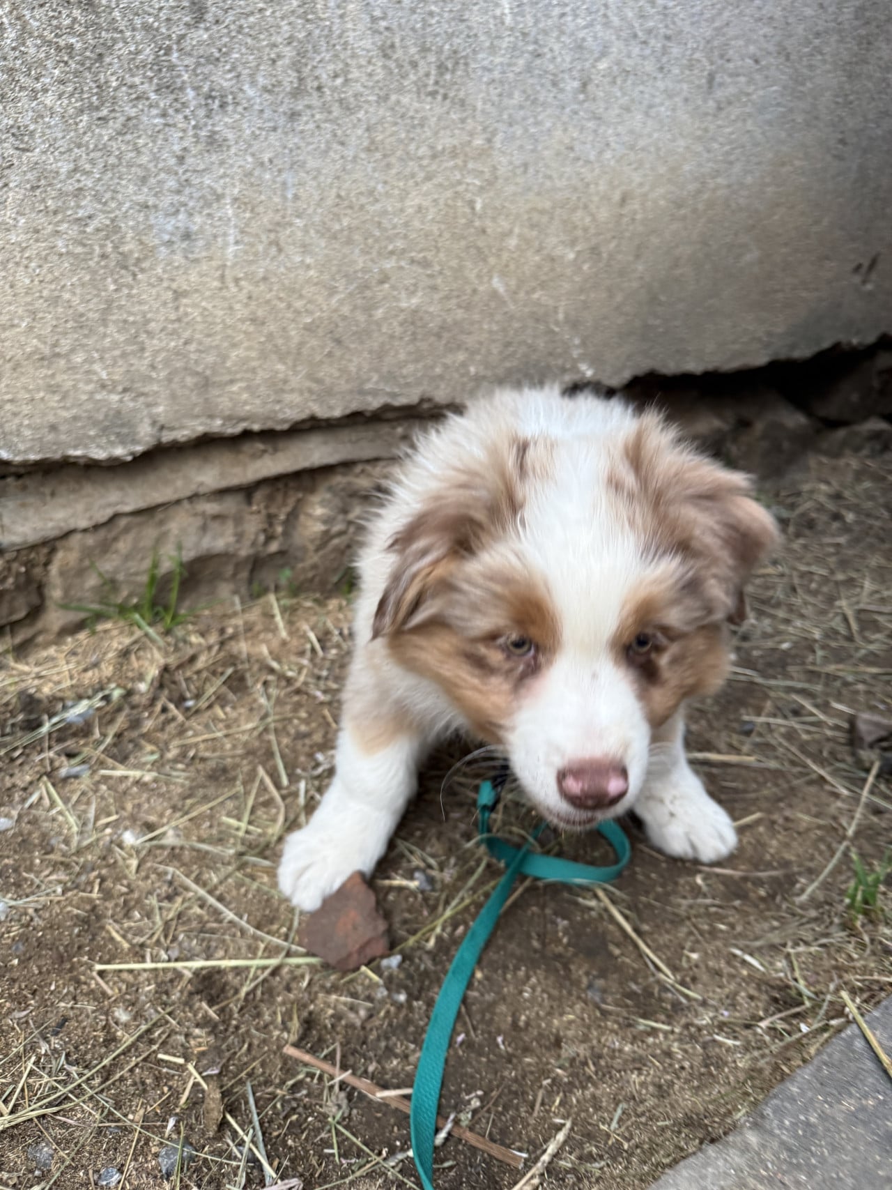 Roztomilé štěně australského ovčáka s tyrkysovým vodítkem u zdi.