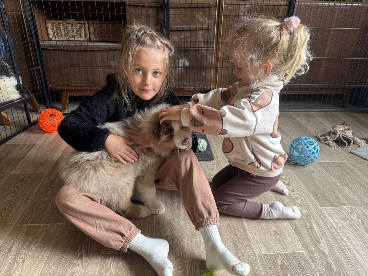 Dvě malé holčičky hladí hnědobílé štěně australského ovčáka v pokoji.