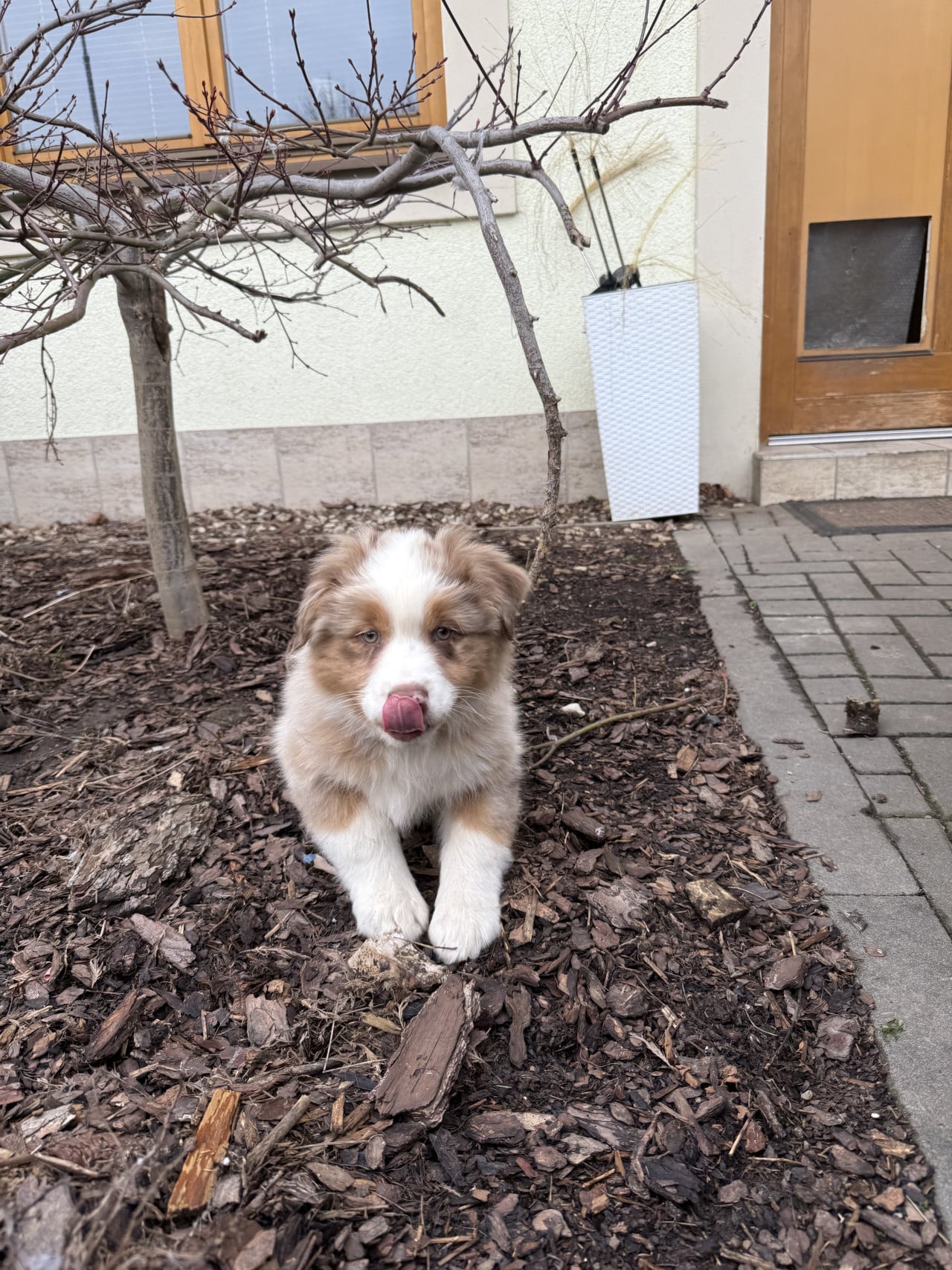 Štěně australského ovčáka sedí venku u domu a olizuje si čumák.