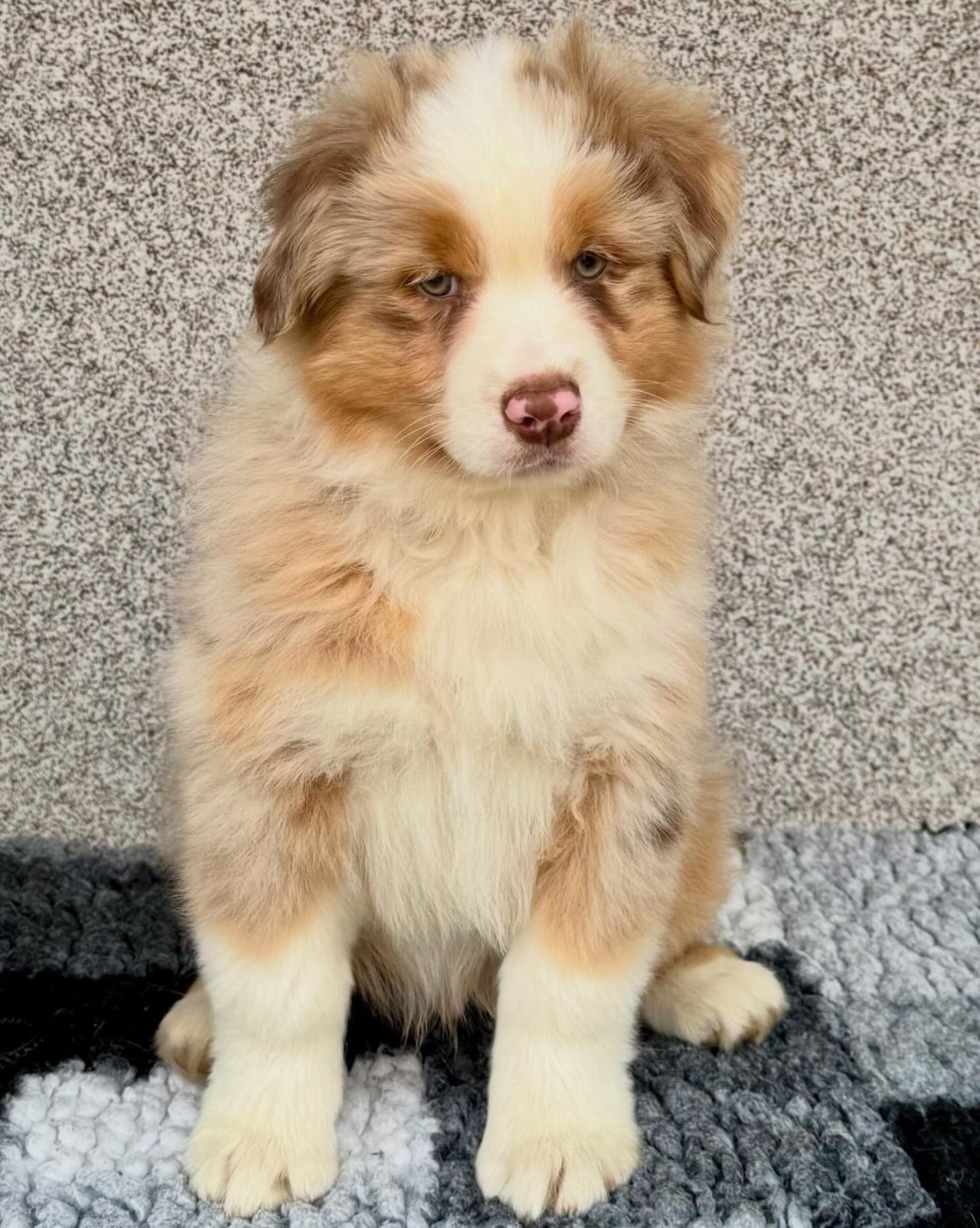 Roztomilé štěně australského ovčáka sedí na šedé dece.