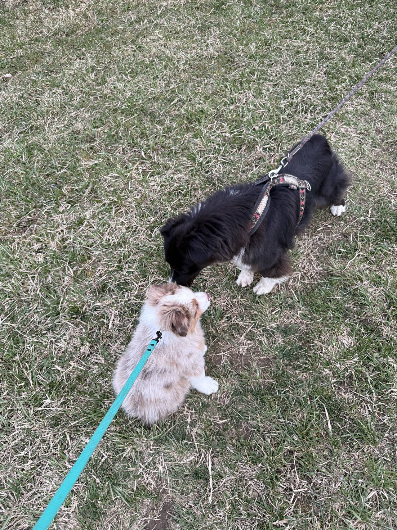 Dvě štěňata australského ovčáka na vodítkách na trávě, čenichy u sebe.