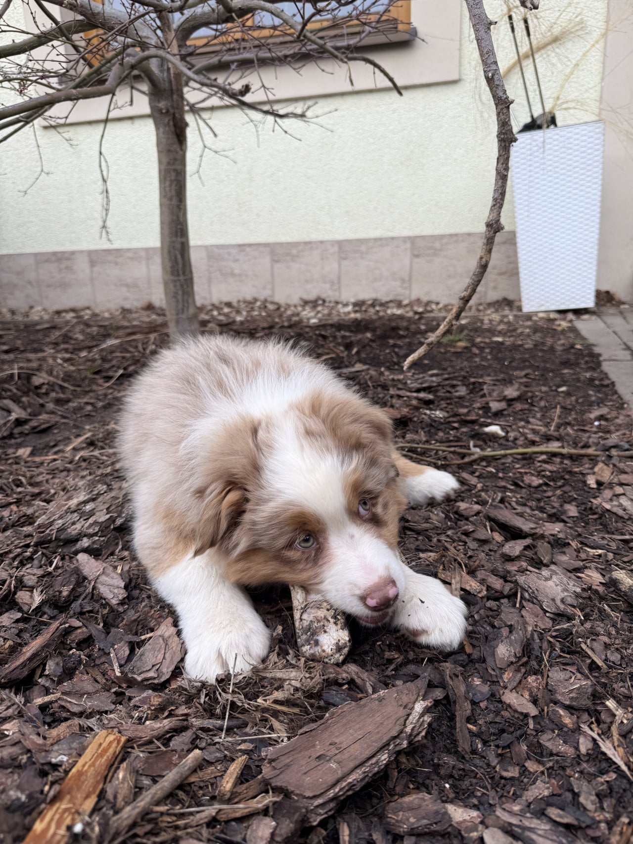 Štěně australského ovčáka leží na mulči a kouše klacík u domu.