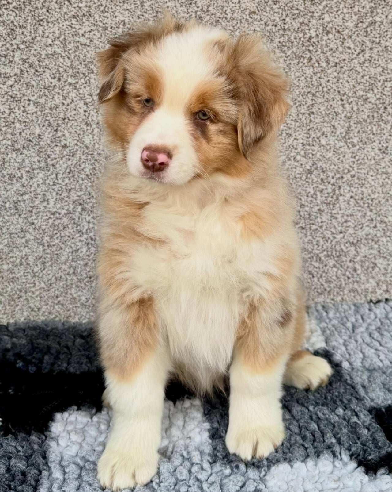 Štěně australského ovčáka sedí na šedém koberci před stěnou.