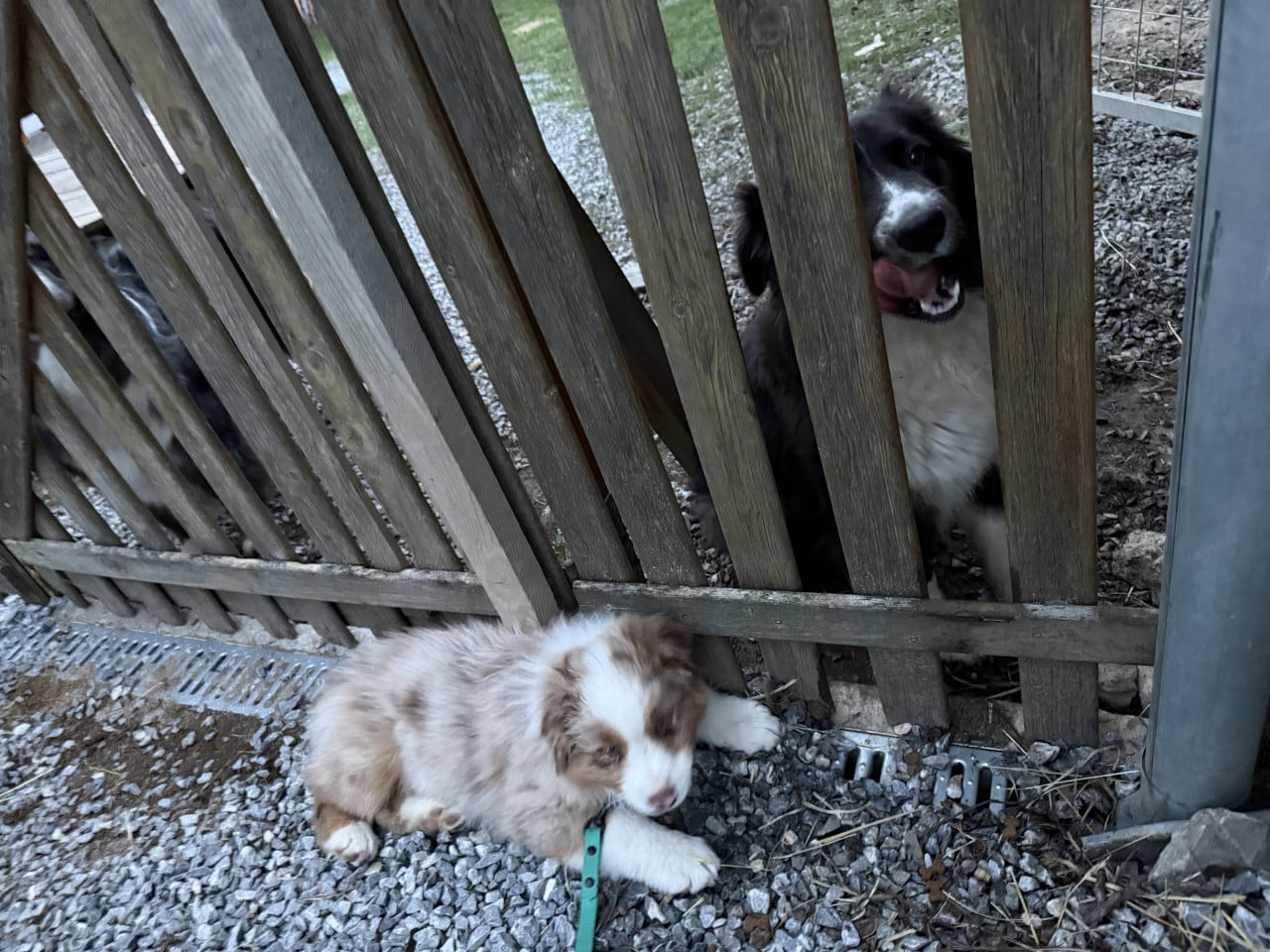 Dvě štěňata australského ovčáka u dřevěné branky, jedno sedí vpředu, druhé kouká skrz latě.