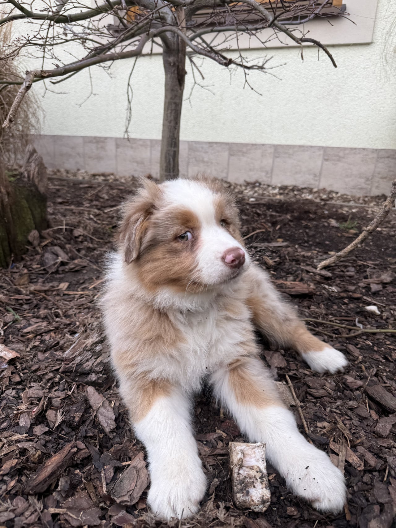 Plyšové štěně australského ovčáka sedí venku na mulči u stromu.