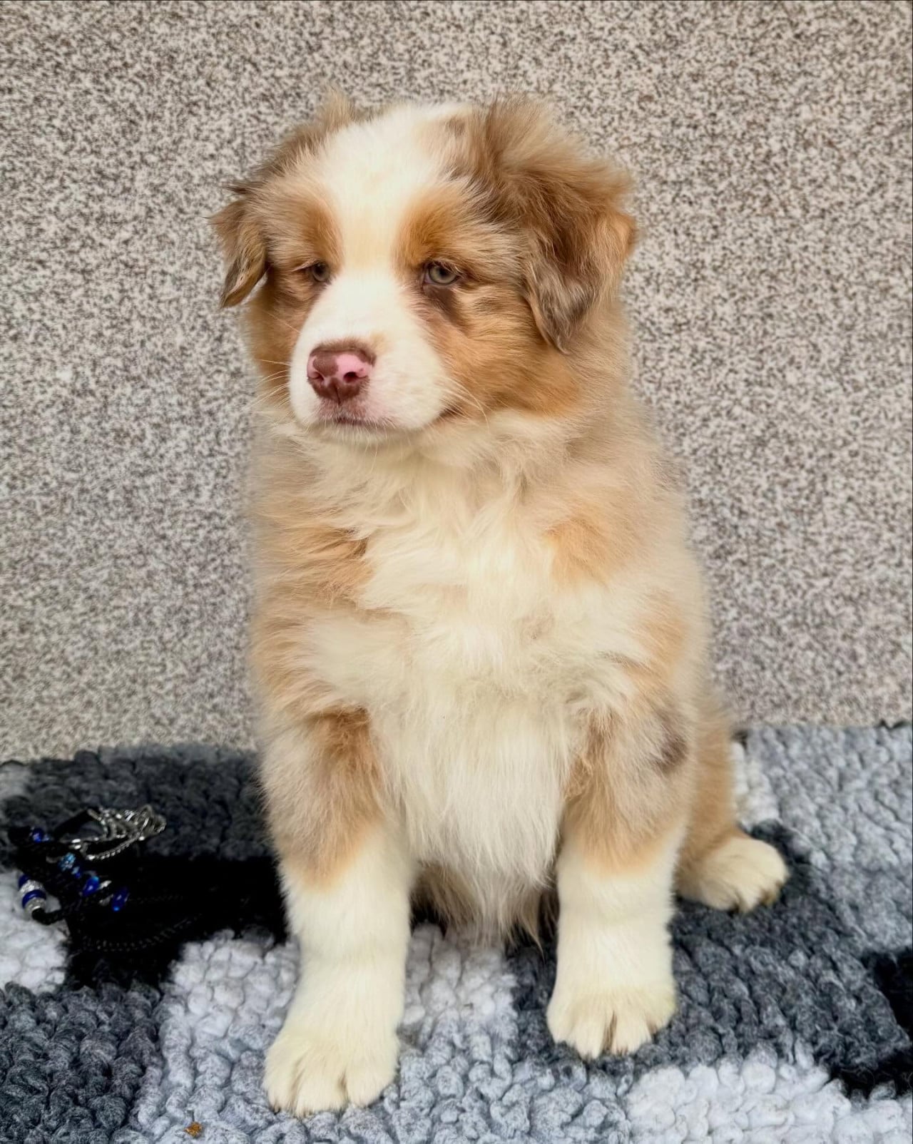 Hnědobílé štěně australského ovčáka sedí na šedém koberečku.