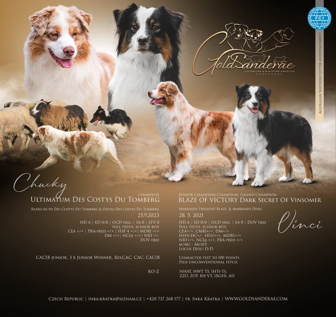 Koláž australských ovčáků a štěňat s nápisem Goldsanderae a rodokmenovými údaji